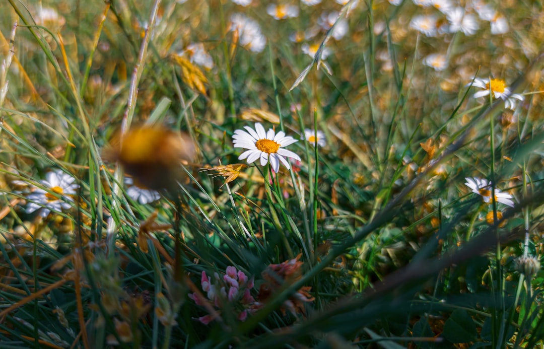 white daisy flower in bloom during daytime