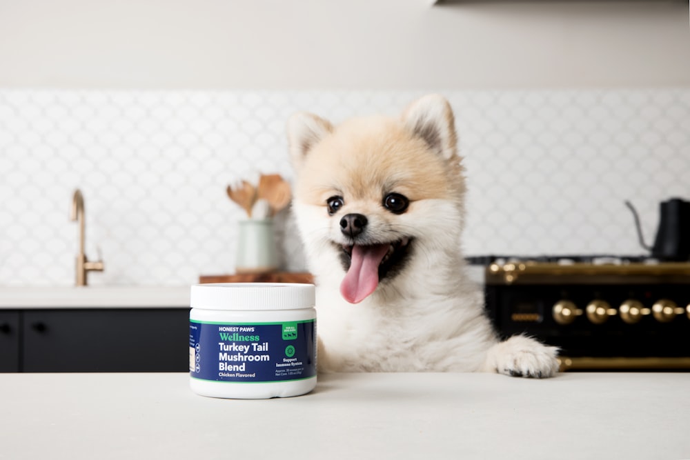 brown pomeranian puppy on white table