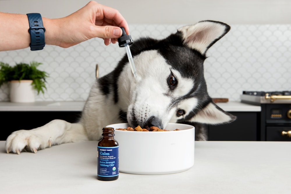 Persona che tiene il cucciolo di husky siberiano bianco e nero che beve su una tazza di ceramica blu e bianca