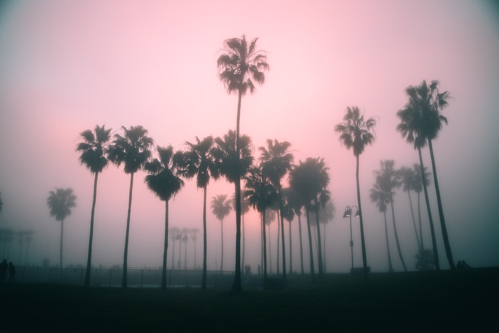 silhouette of palm trees during daytime