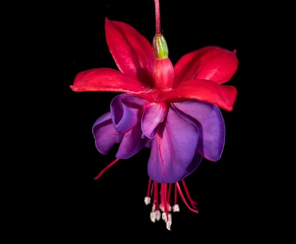 Una flor roja y púrpura colgando de un fondo negro
