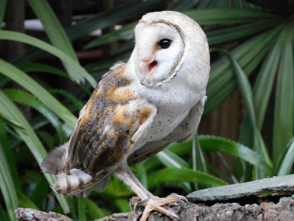 a barn owl standing on a tree branch
