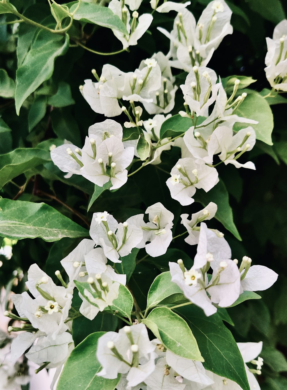 a bush of white flowers with green leaves