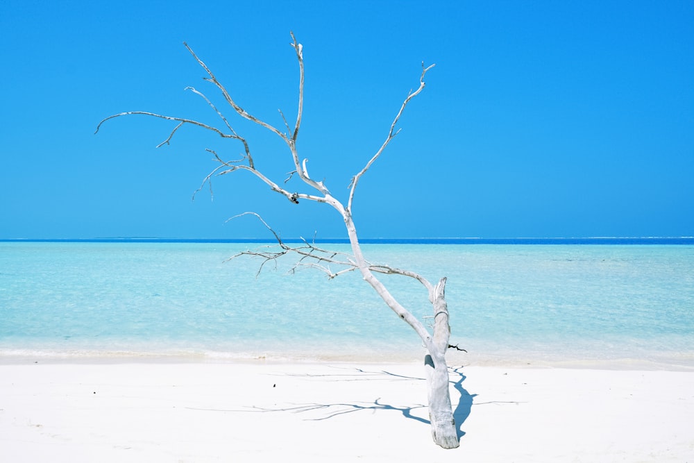 leafless tree on white sand beach during daytime