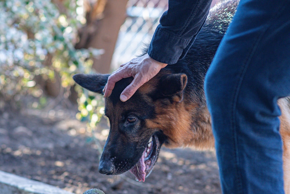 a german shepard dog being petted by a person