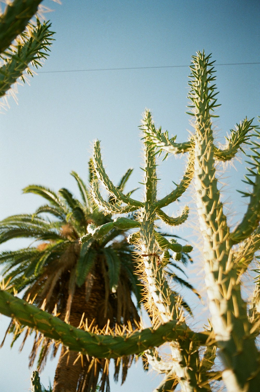 a close up of a palm tree with a blue sky in the background