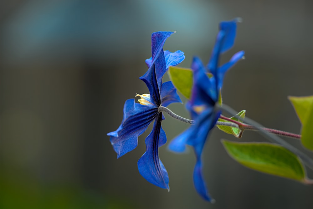 a close up of a blue flower on a branch