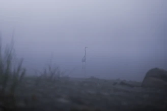 A serene shot of a heron standing quietly in a misty wetland at dawn.