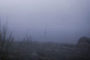 A silhouette of a heron standing still along the foggy riverbank at dawn.