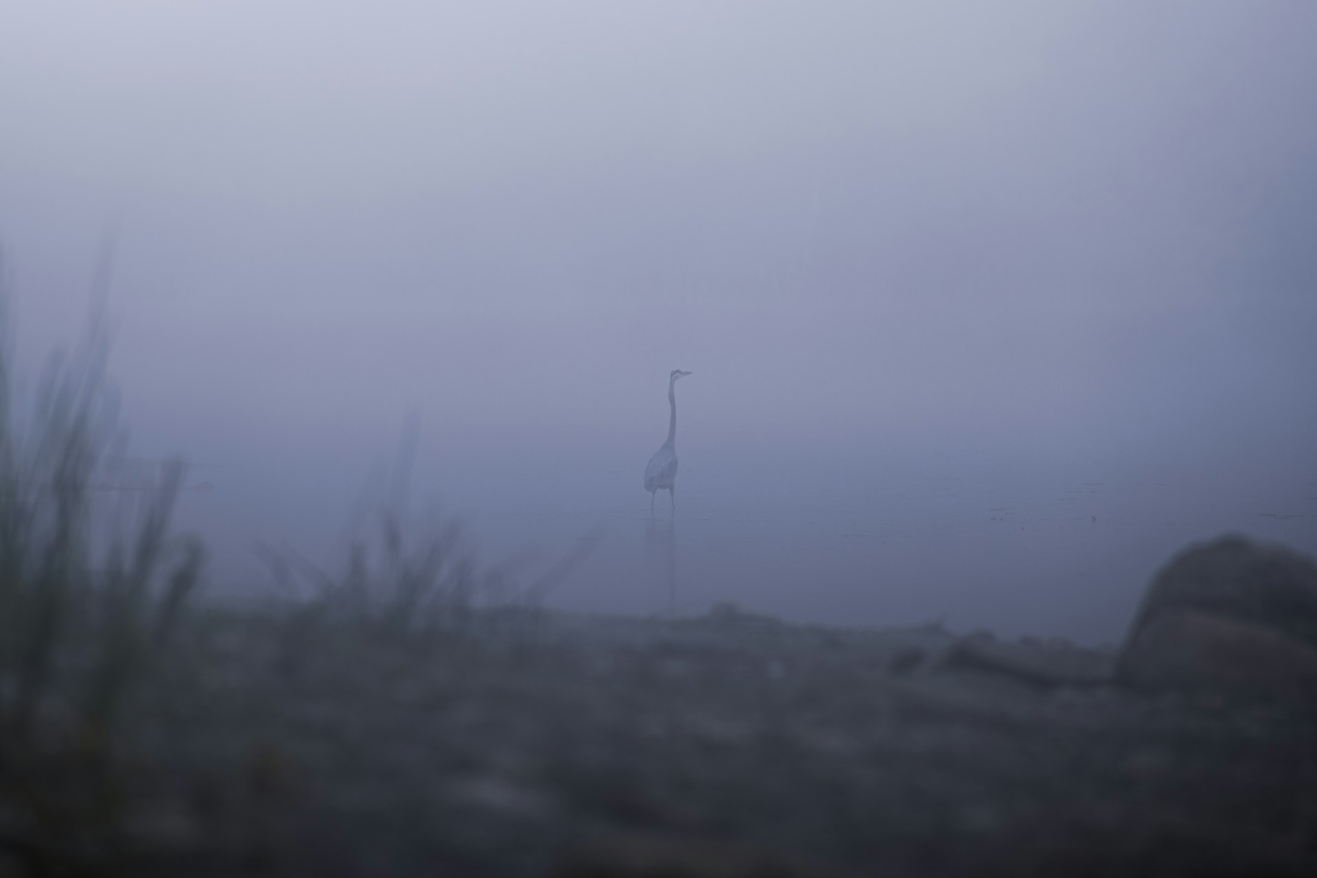 A serene shot of a great blue heron standing tall in a misty southwestern Ontario wetland at dawn.