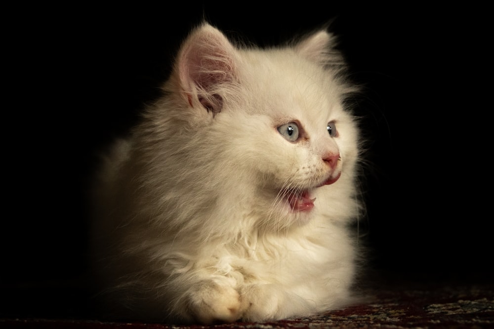 a white kitten with blue eyes laying down