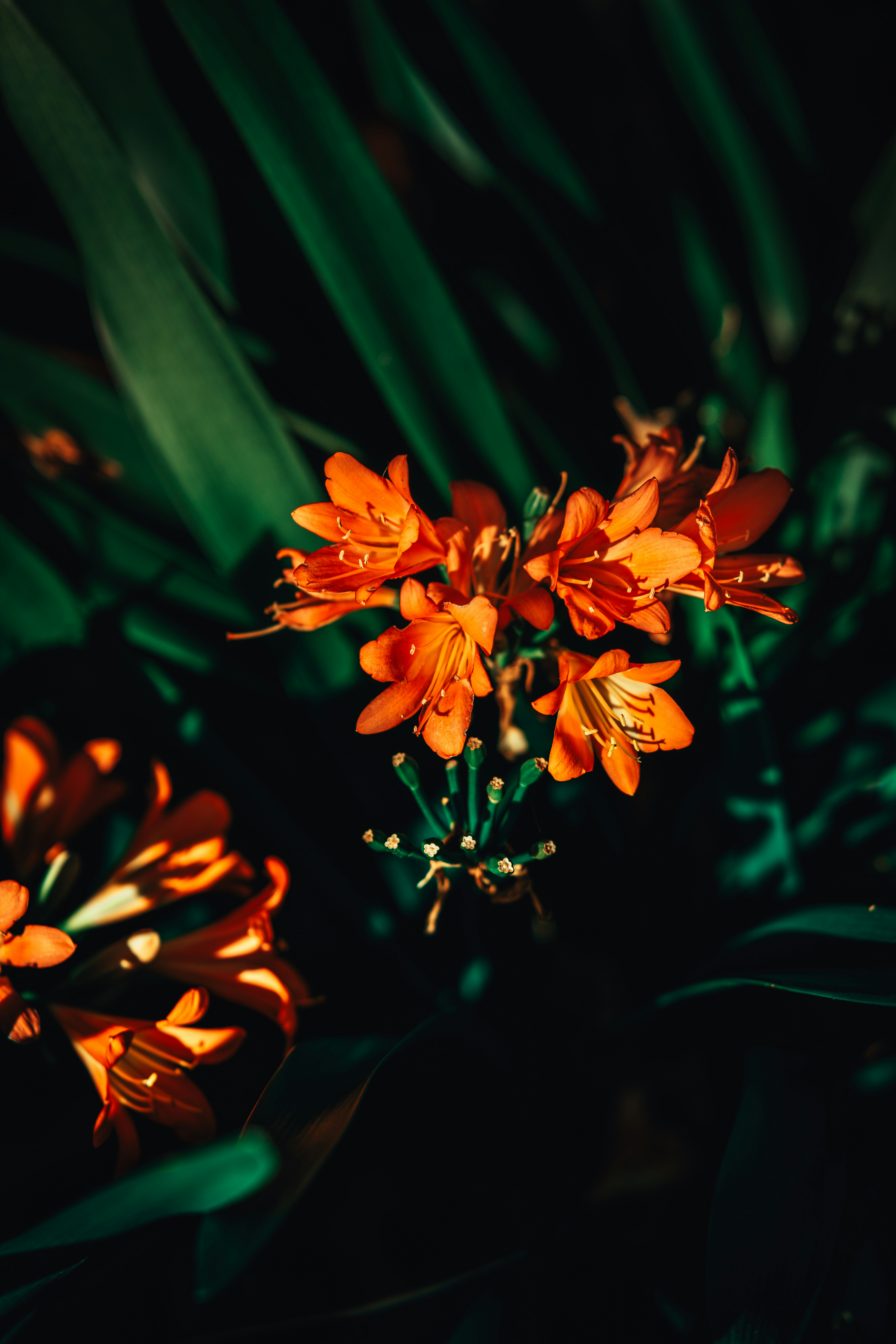 A close up of some orange flowers in the dark photo Free Carlton