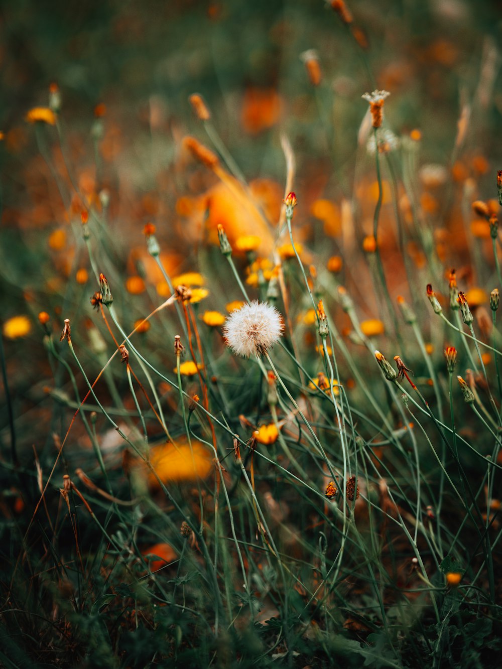 a field full of yellow and white flowers