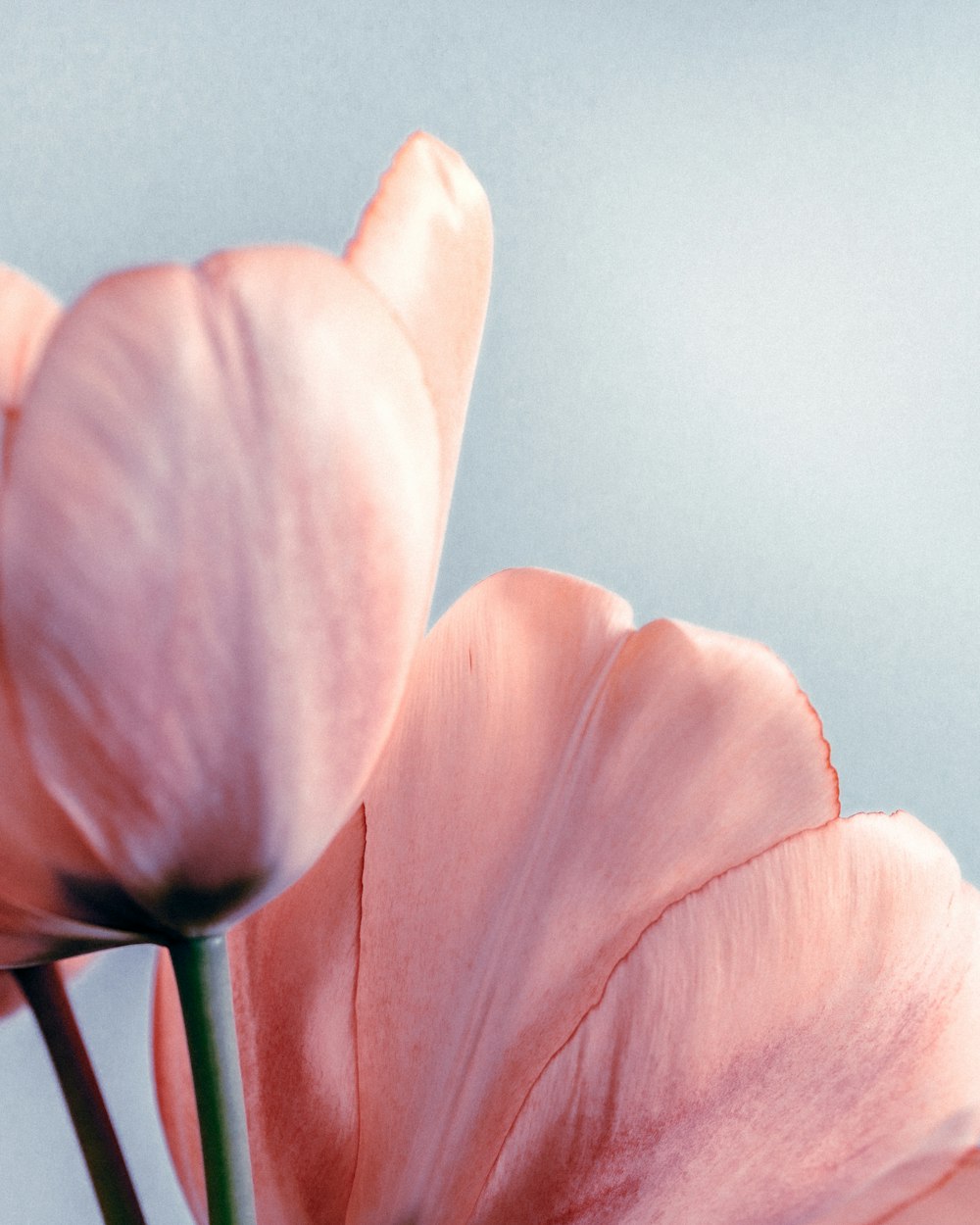 pink tulip in close up photography