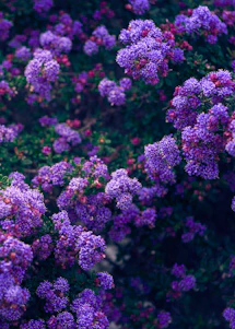 purple flowers in tilt shift lens