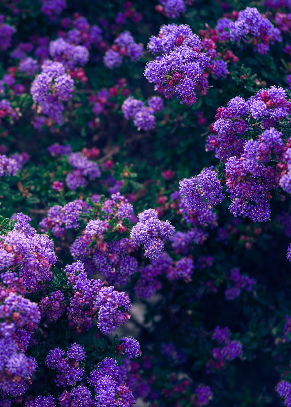 purple flowers in tilt shift lens