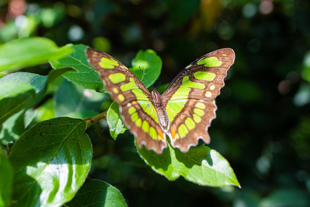 ein Schmetterling, der auf einem grünen Blatt sitzt