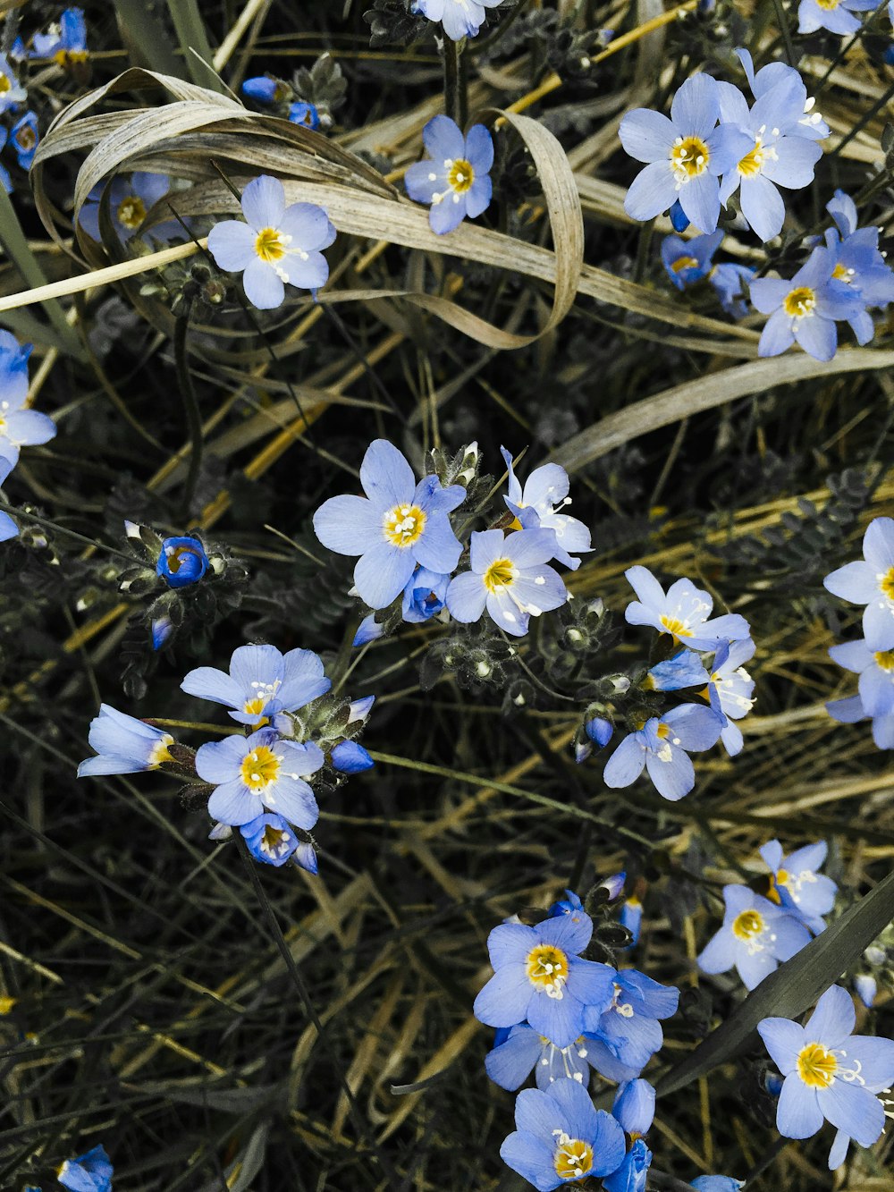 fiori bianchi con foglie verdi