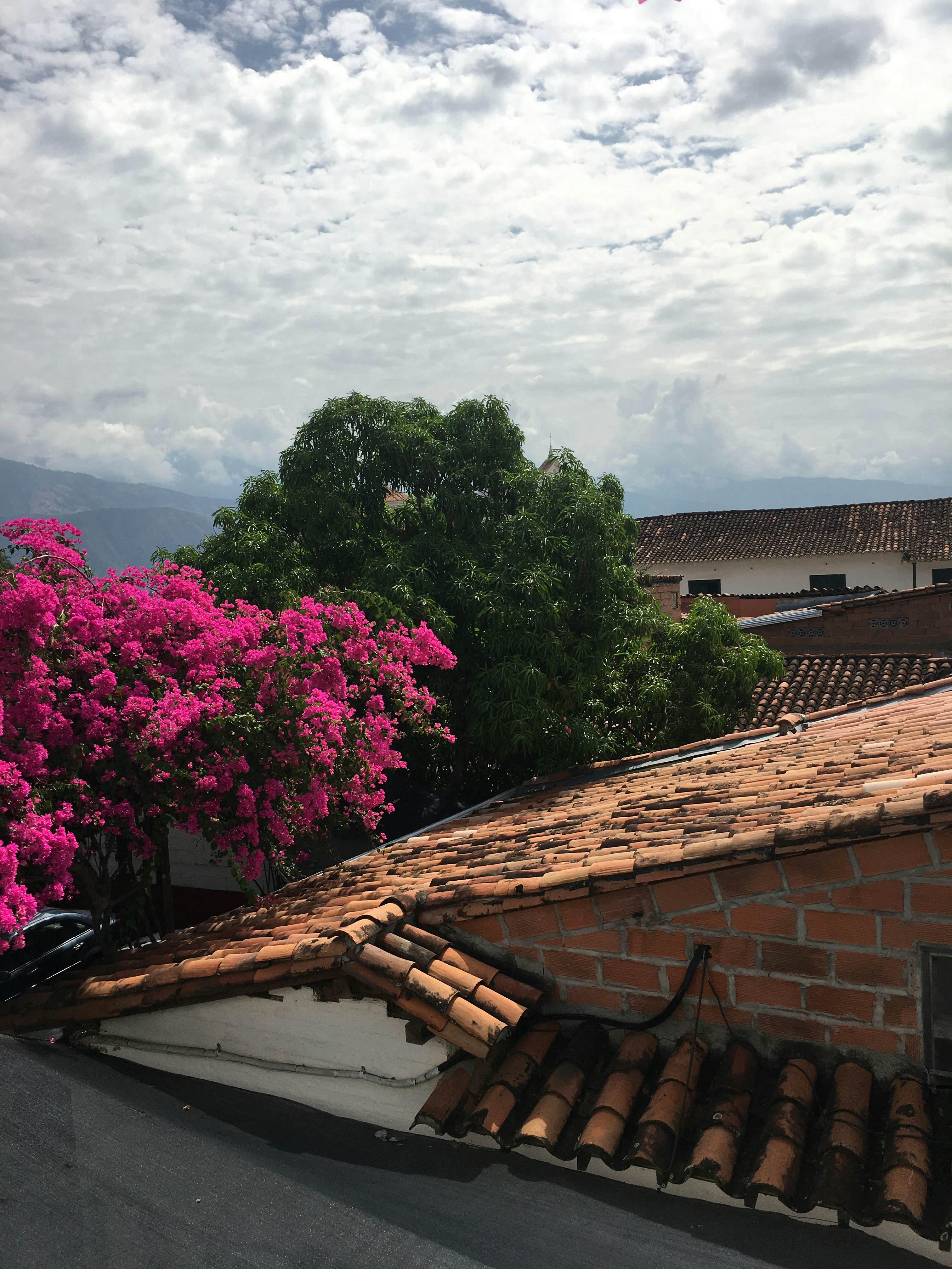 lila Blume auf braunem Dach