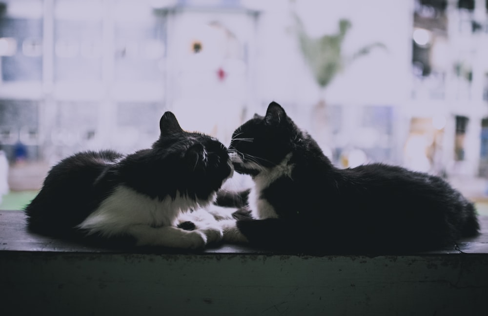 black and white cat on green floor