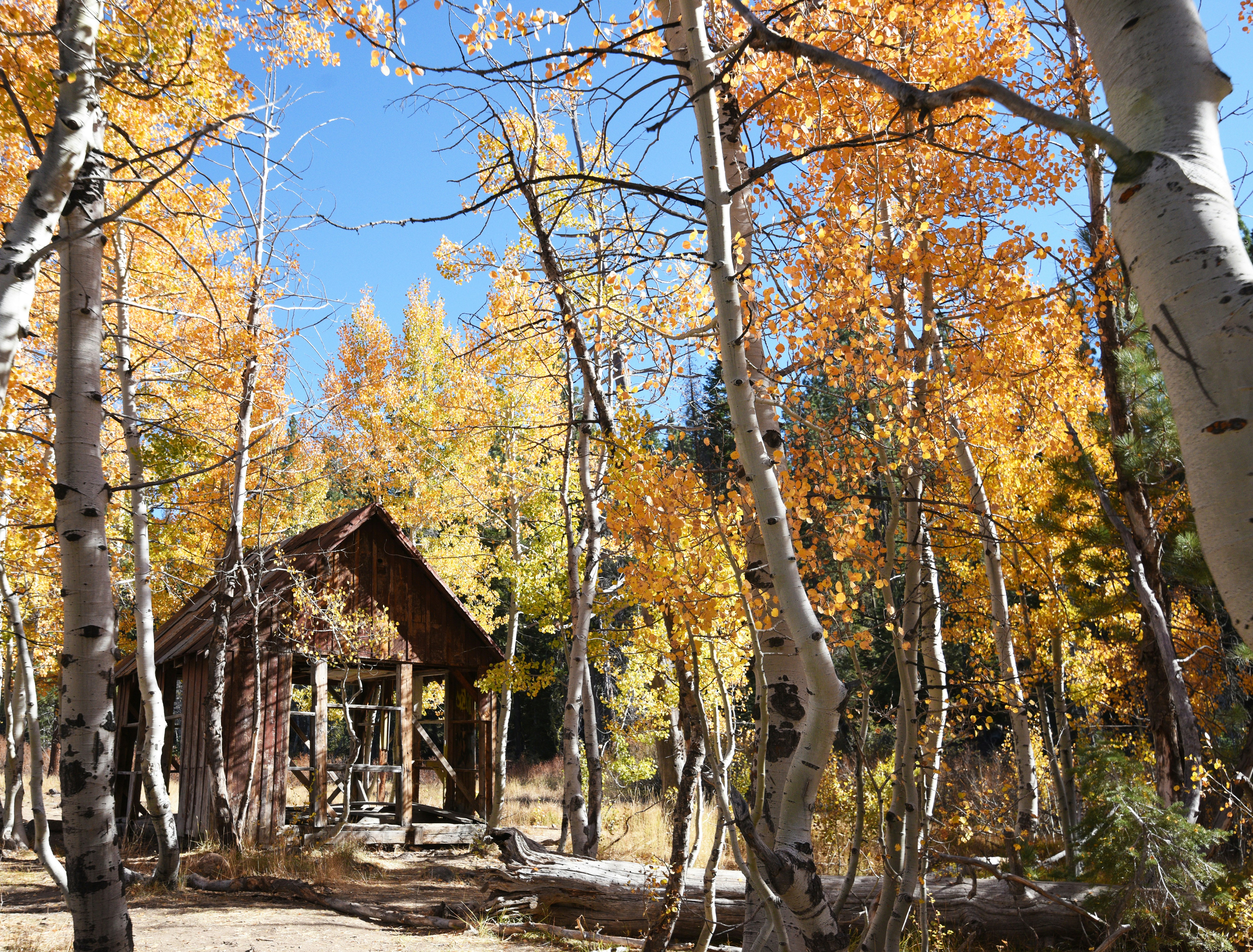 Una pequeña cabaña en medio de un bosque
