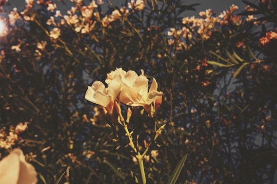 Close-up of delicate flowers blooming amidst lush green leaves under natural sunlight.