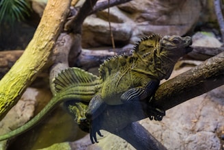 A large lizard is resting on a tree branch within a naturalistic enclosure. The lizard has a distinct crest along its spine and a long tail. Its skin is textured and colored in shades of green and brown, blending well with the surrounding branches and rocks. The setting suggests a habitat designed to mimic the lizard's natural environment.