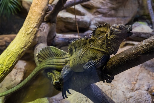 A large lizard is resting on a tree branch within a naturalistic enclosure. The lizard has a distinct crest along its spine and a long tail. Its skin is textured and colored in shades of green and brown, blending well with the surrounding branches and rocks. The setting suggests a habitat designed to mimic the lizard's natural environment.