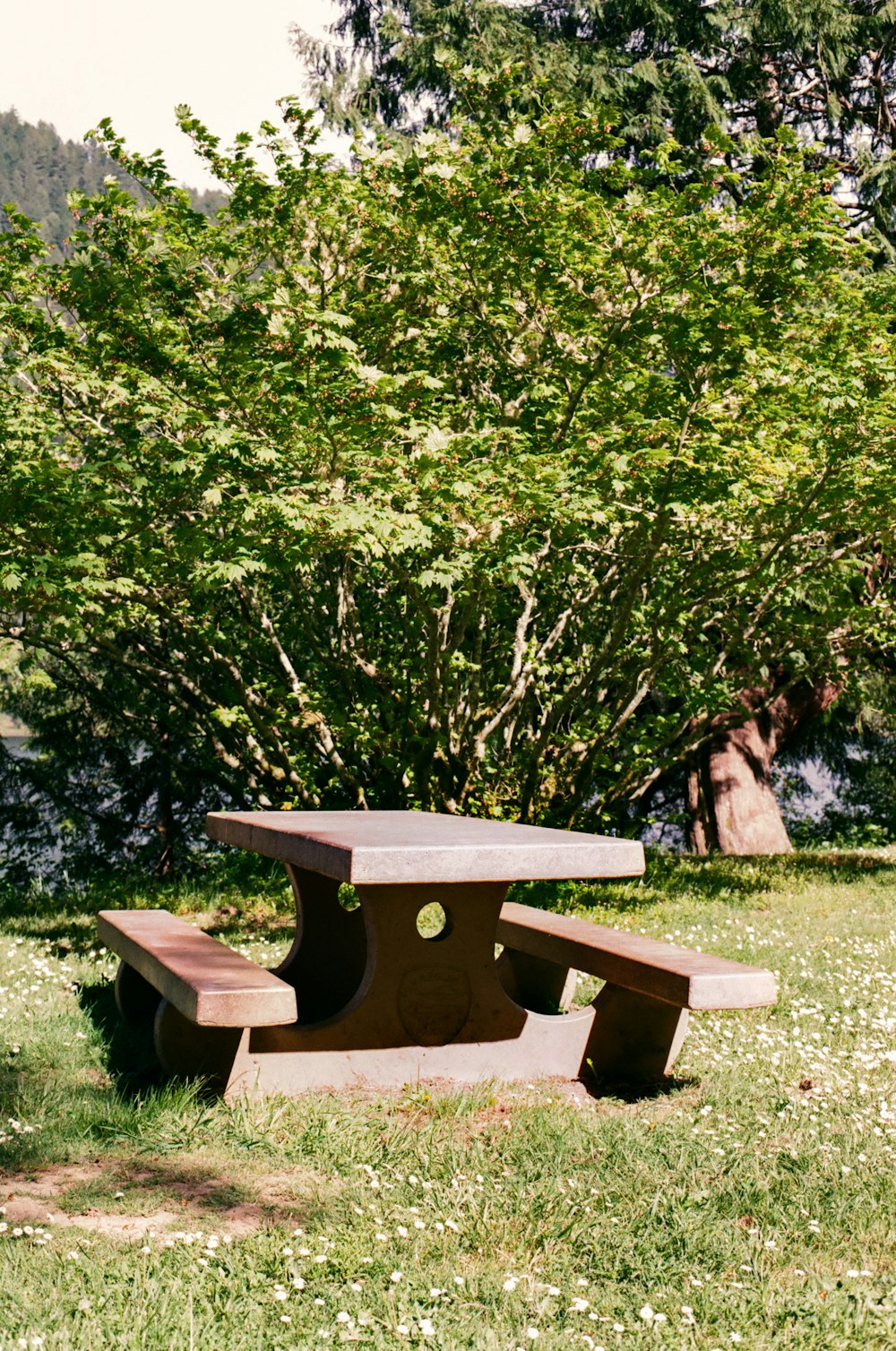 brown wooden picnic table on green grass field during daytime