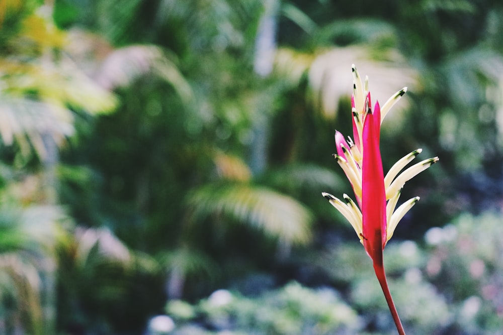 a red and yellow flower in a garden