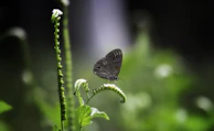 A delicate butterfly resting on a moss-covered stone, its wings patterned with deep forest green and bronze hues.