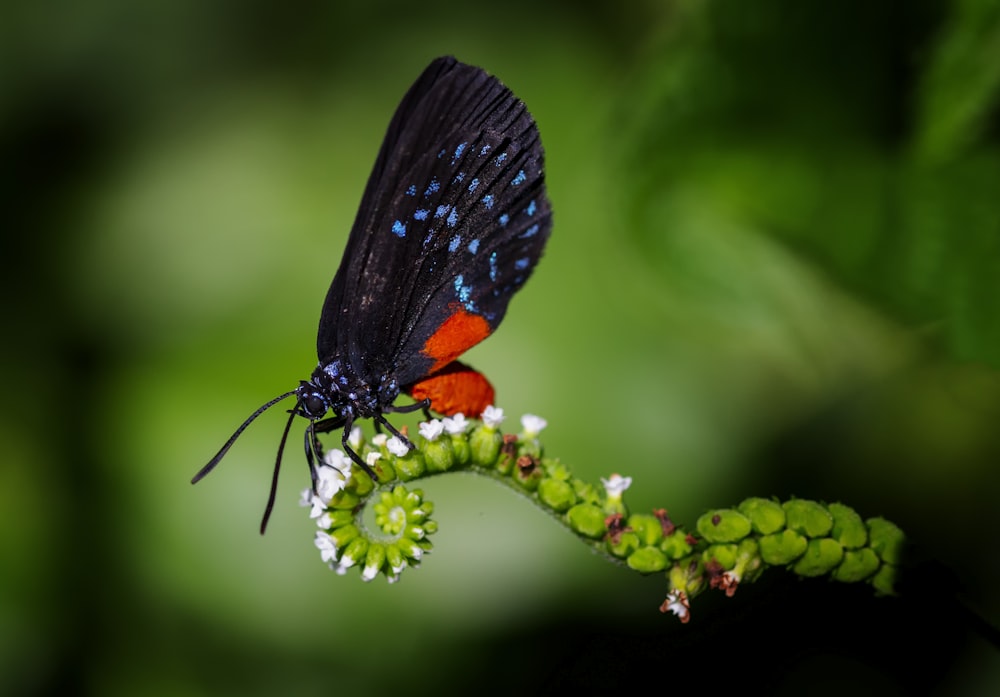 a red and blue butterfly sitting on a green plant