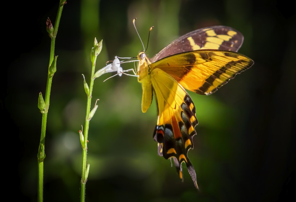 a yellow and black butterfly sitting on top of a green plant