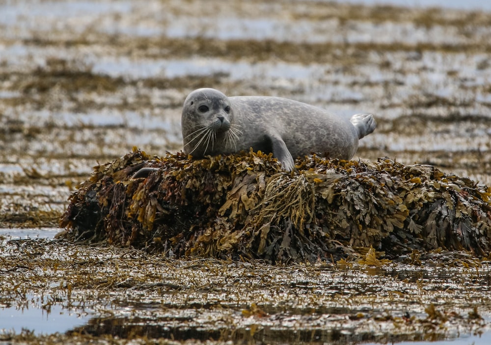 a seal is sitting on a pile of seaweed