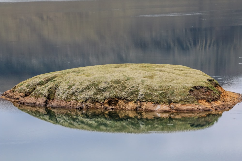 a rock with moss growing on it in the middle of a body of water