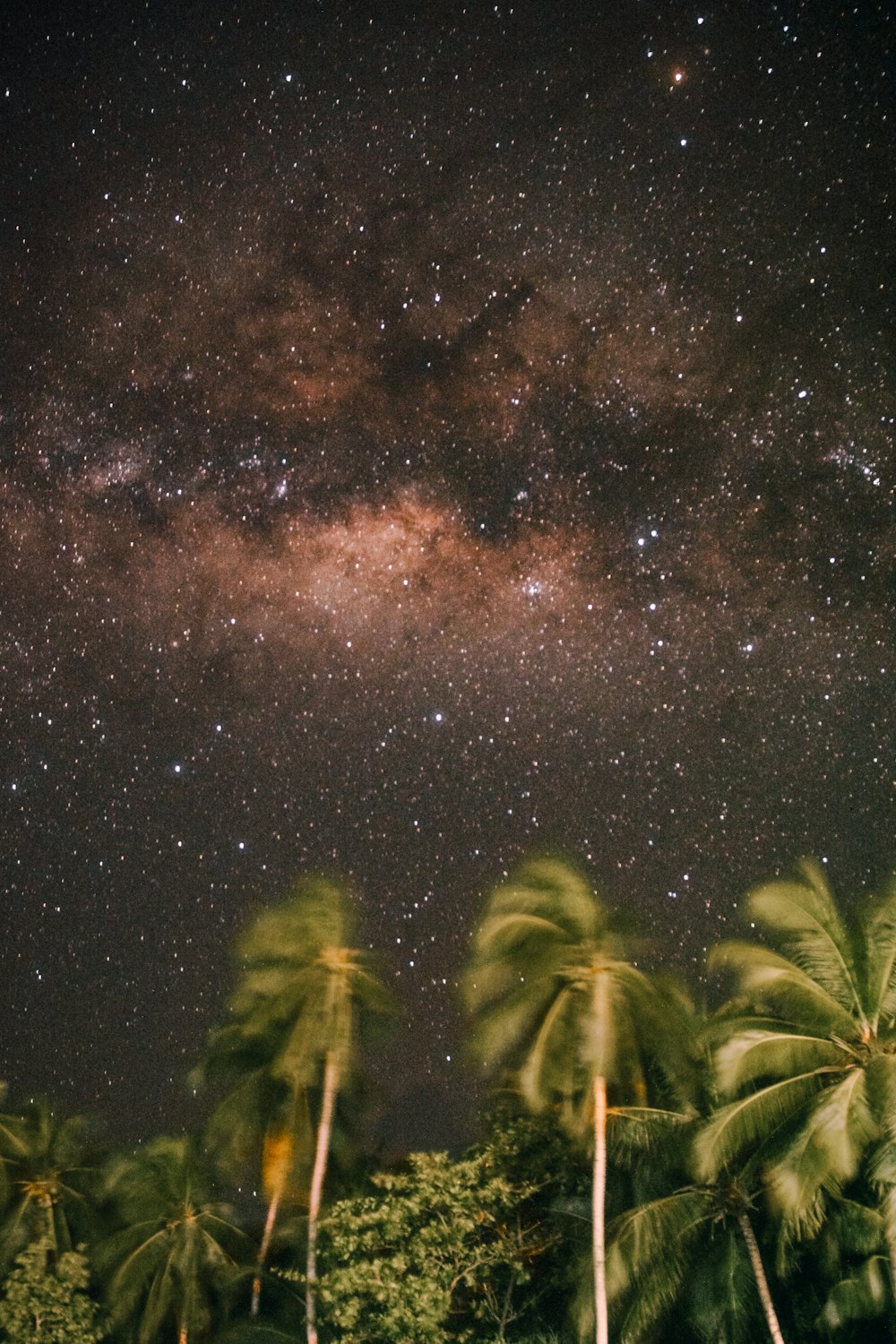 hojas verdes bajo la noche estrellada