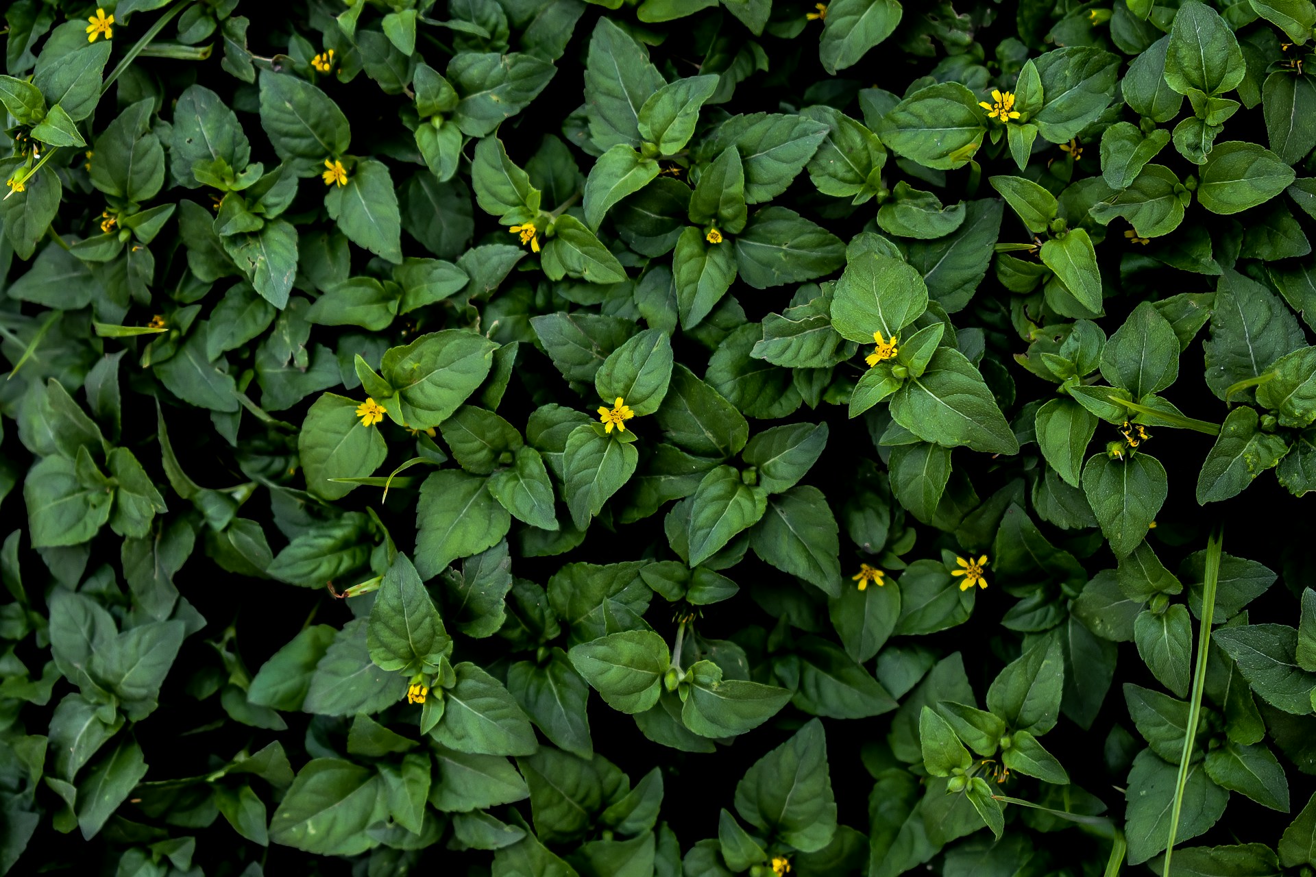 a bunch of green plants with yellow flowers