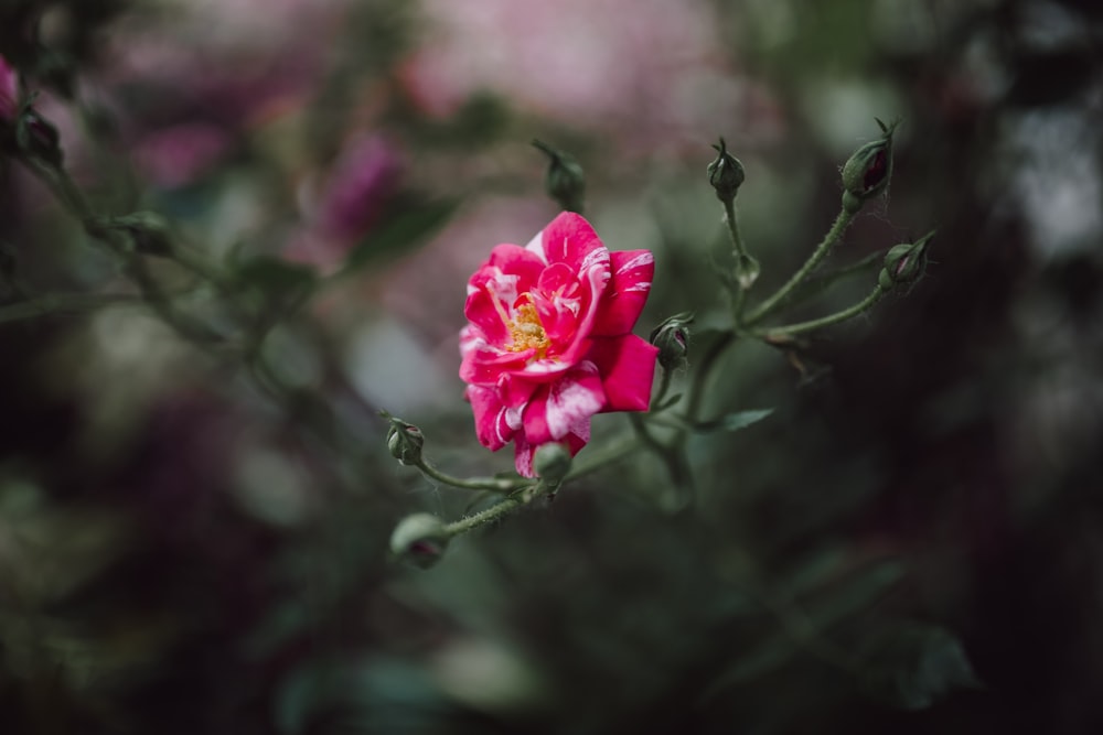 pink flower in tilt shift lens