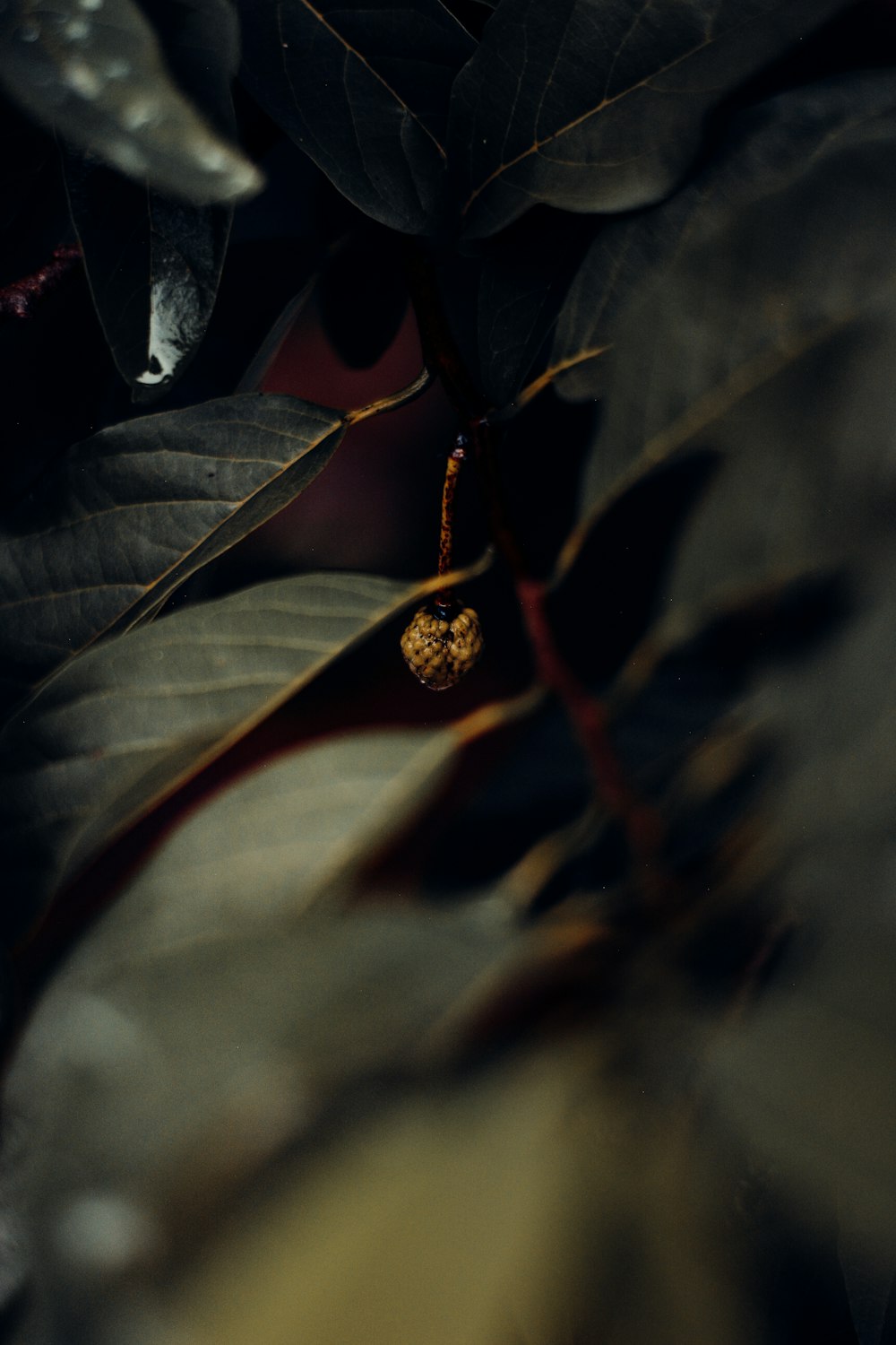 a close up of a plant with leaves