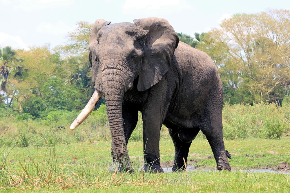 an elephant standing in a grassy field with trees in the background