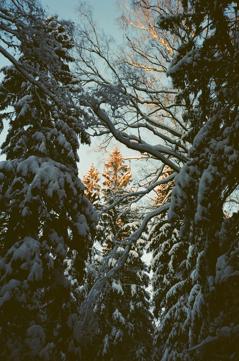 brown trees covered with snow during daytime