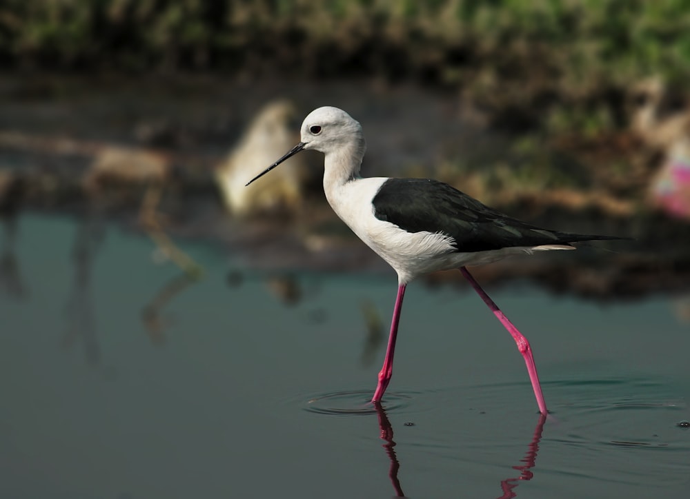 a black and white bird walking in the water