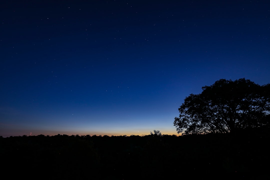 silhouette of trees under blue sky during night time