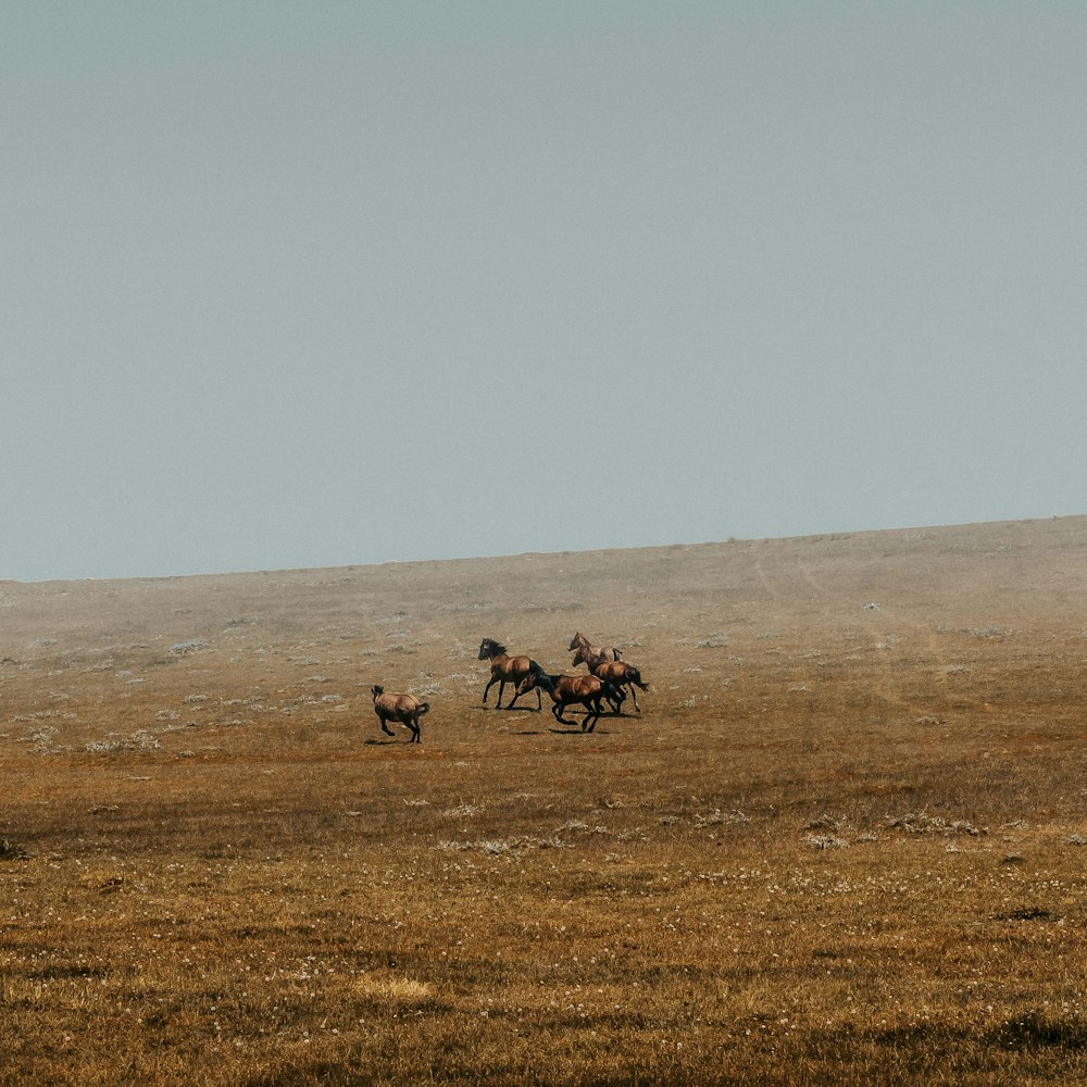 a herd of wild horses running across a dry grass field