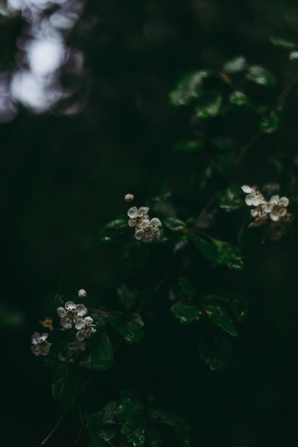 weiße Blüten mit grünen Blättern