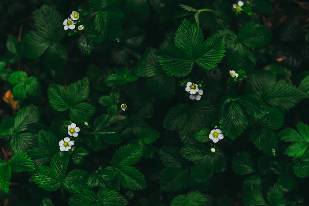 white flowers with green leaves