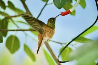 A hummingbird hovers in mid-air while feeding from a red-tipped tube, surrounded by lush green leaves. Its wings are blurred in motion, and its iridescent feathers glimmer in the sunlight.