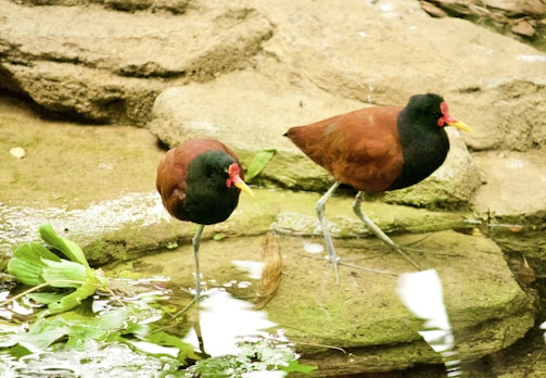Two small birds with vibrant plumage stand near a rocky water edge. They have distinct reddish-brown bodies, dark heads, and long yellow beaks. The surrounding area includes green leaves and natural stone textures.