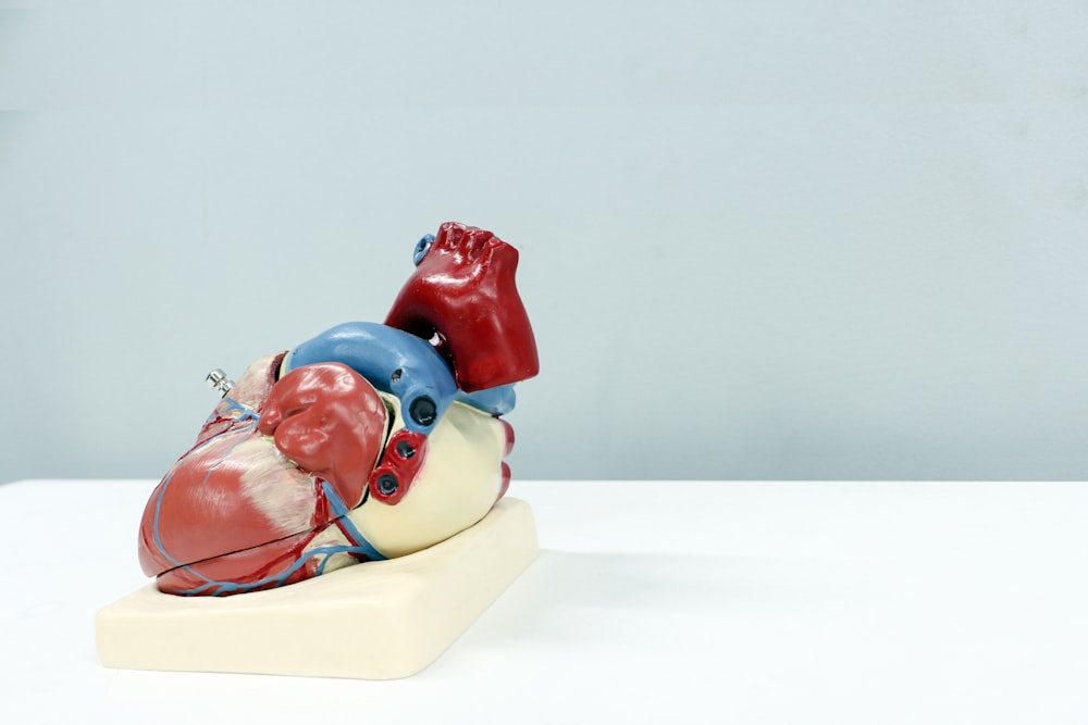 Un modello di un cuore umano su una superficie bianca