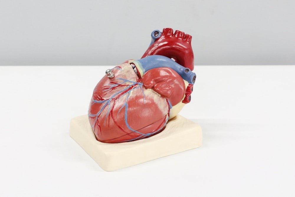 Ein Modell eines menschlichen Herzens auf einer weißen Oberfläche